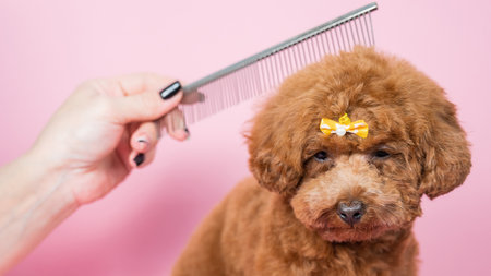 Woman combing a mini poodle on a pink background.の写真素材