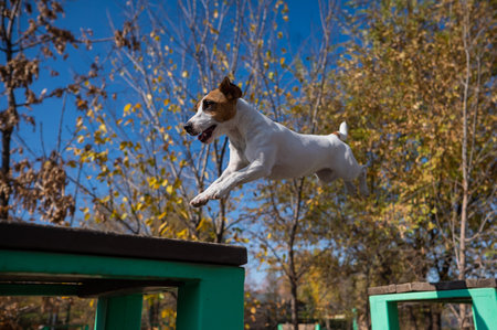 Jack Russell Terrier dog jumping from one wooden bench to another in the dog playground.の写真素材