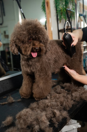 A woman trims a brown curly dog with an electric razor in a grooming salon. Poodle and lapdog mix.の写真素材