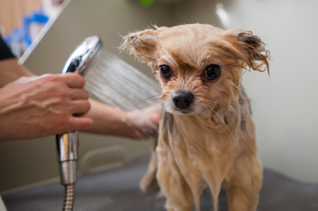 A woman showers a cute Pomeranian dog in a grooming salon.の写真素材