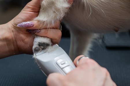 Groomer cuts hair on the paws of a chihuahua in a grooming salon. Funny decorative dog.