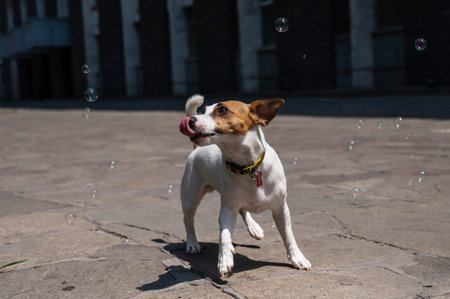 Cute dog jack russell terrier catching soap bubbles outdoors.の写真素材