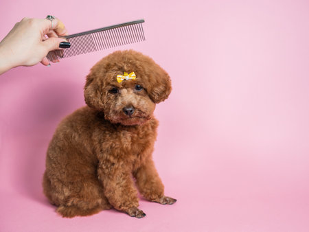 Woman combing a mini poodle on a pink background.の写真素材