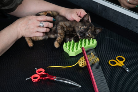 Small motley kitten in a grooming salon.の写真素材