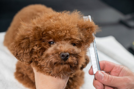 Woman combing a toy poodle during a haircut in a grooming salon.の写真素材
