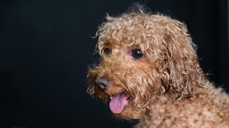 Funny curly brown wet poodle.の写真素材
