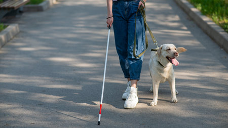 Close-up of female legs with tactile cane and guide dog in the park.の写真素材