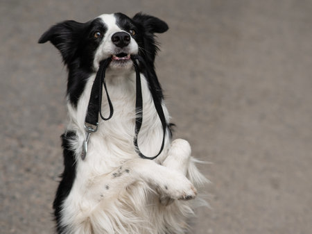 Border collie holding leash in mouth outdoors.
