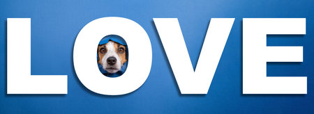 Funny jack russell terrier leans out of a hole on a blue paper background. Lettering love.の写真素材