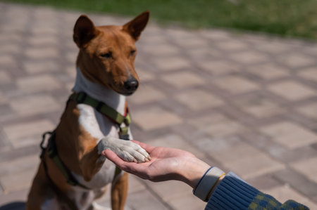 Basenji gives a paw to the mistress on a walk. African non-barking dog.の写真素材