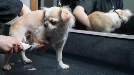 Groomer cuts hair on the paws of a chihuahua in a grooming salon. Funny decorative dog.の写真素材