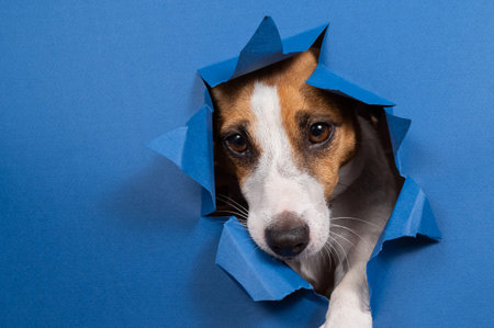 Funny dog jack russell terrier climbs out of a paper blue background breaking a hole in it.の写真素材