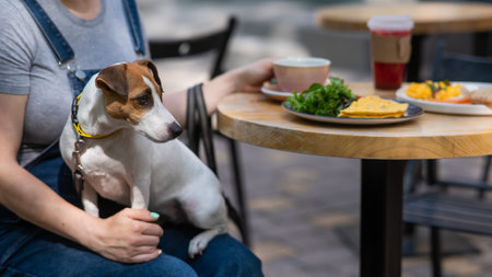 Jack Russell sitting on the owners lap in a street cafe. Woman having breakfast in dog friendly outdoor cafe.の写真素材