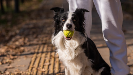 A black and white border collie dog stands at the feet of the owner with a ball in his mouth.