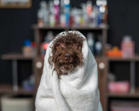 Cute brown mini poodle wrapped in a white towel after washing in a grooming salon.の写真素材