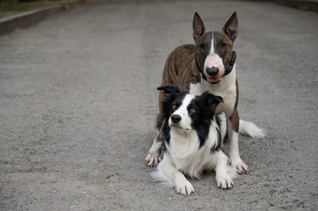 Two dogs are hugging on a walk. Border collie and bull terrier.