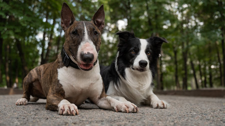 Bull terrier and border collie lie outdoors. Two dogs on a walk.の写真素材