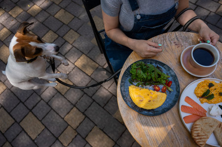 Jack Russell begging the owner in a street cafe. Woman having breakfast in dog friendly outdoor...