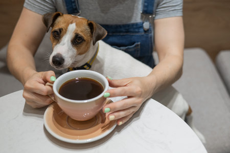 Jack Russell sits on the lap of the hostess in a cafe. Woman drinking coffee in a dog friendly cafe.の写真素材