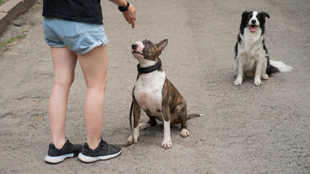 Woman walks 2 dogs. Close-up of female legs, border collie and bull terrier on a walk outdoors.の写真素材