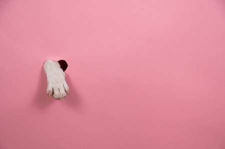 A dogs paw sticks out of a pink cardboard background. A hole in the shape of a heart.の写真素材