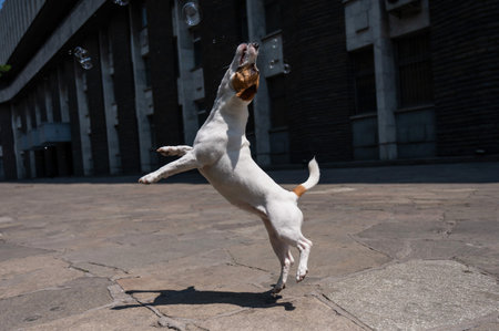 Cute dog jack russell terrier catching soap bubbles outdoors.の写真素材