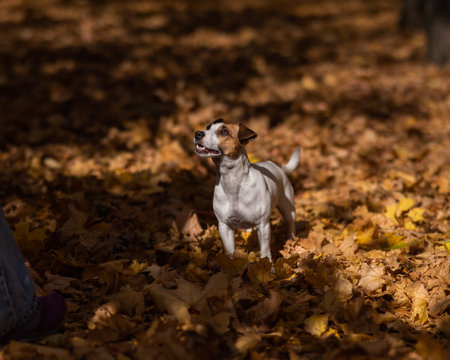 Jack Russell Terrier dog in a pile of yellow fallen leaves.の写真素材