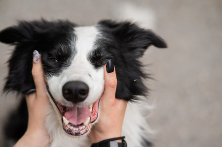The owner squeezes the muzzle of the border collie dog outdoors.の写真素材