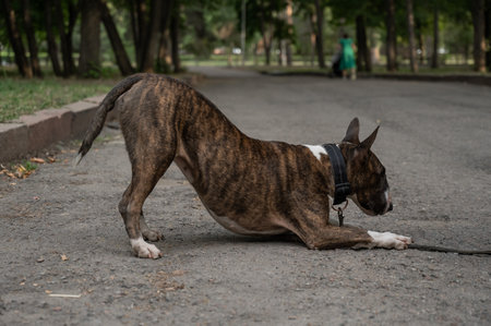 A brindle bull terrier performs a bow command on a walk in the park.