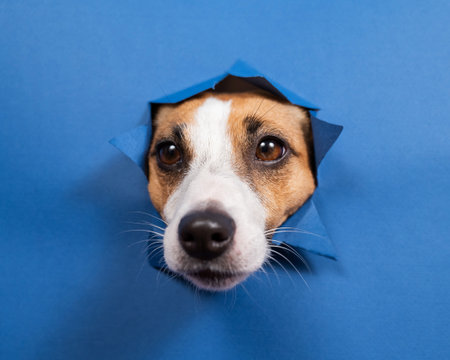 Funny dog jack russell terrier leans out of a hole in a paper blue backgroundの写真素材