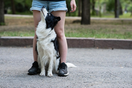 Black and white border collie sits at the legs of the owner on a walkの写真素材