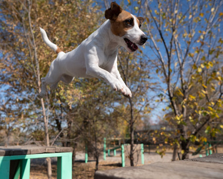 Jack Russell Terrier dog jumping from one wooden bench to another in the dog playgroundの写真素材