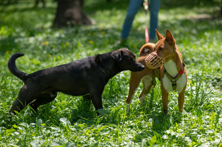 African Basenji dog in a muzzle plays with a stray dog on a walkの写真素材