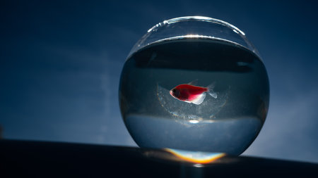 A goldfish swims in a round aquarium against a blue skyの写真素材
