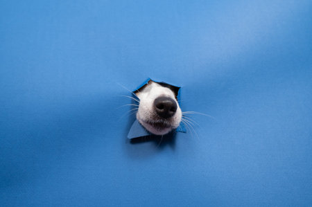 Jack Russell Terrier dog nose sticking out of torn paper blue backgroundの写真素材