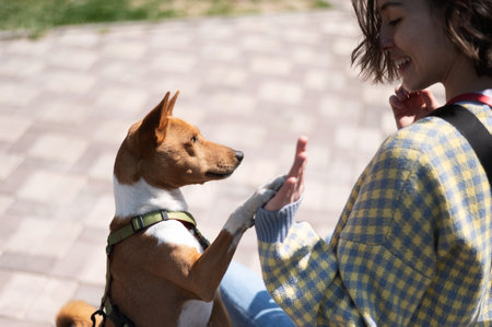 Basenji gives a paw to the mistress on a walk. African non-barking dogの写真素材