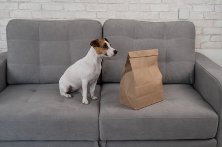 Jack Russell Terrier dog sits on the sofa near a craft package with food deliveryの写真素材
