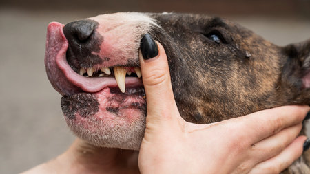 The owner holds the muzzle of a bull terrier showing teeth on a walk