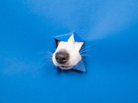 Jack Russell Terrier dog nose sticking out of torn paper blue backgroundの写真素材