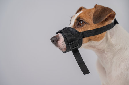 Jack Russell Terrier dog in a rag muzzle on a white background. Copy spaceの写真素材
