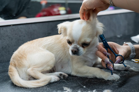 Woman cutting cute shorthair chihuahua dog in grooming salonの写真素材