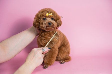 Woman combing a cute poodle on a pink backgroundの写真素材