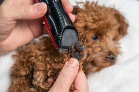 A woman cuts the hair on the paws of a brown mini toy poodle with a trimmerの写真素材