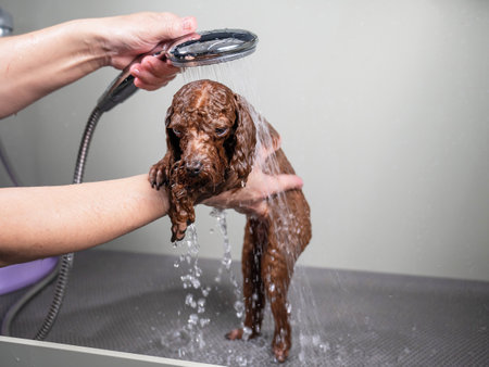 Woman washing brown mini toy poodle in grooming salonの写真素材