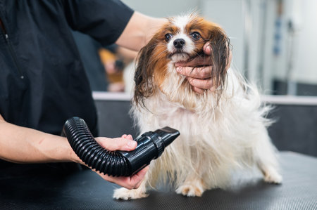 Caucasian woman dries the dog. Papillon Continental Spaniel in the grooming salonの写真素材
