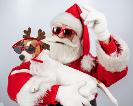 Santa claus and santas helper in sunglasses on a white background. Jack russell terrier dog in a deer costumeの写真素材