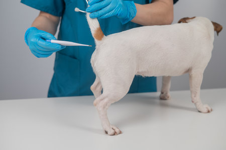 A veterinarian measures a dogs temperature rectally with an electronic thermometerの写真素材