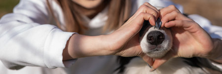 The owner makes a heart on the nose of the border collie dog with her hands. Widescreenの写真素材