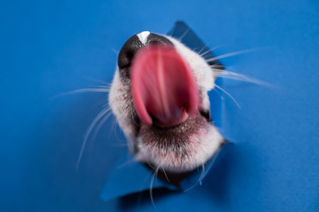 Jack russell terrier dog licks his nose and leans out of torn paper blue backgroundの写真素材
