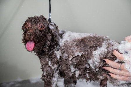 Woman shampooing brown mini poodle in grooming salonの写真素材